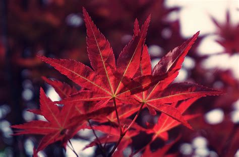 Red Maple Leaves · Free Stock Photo