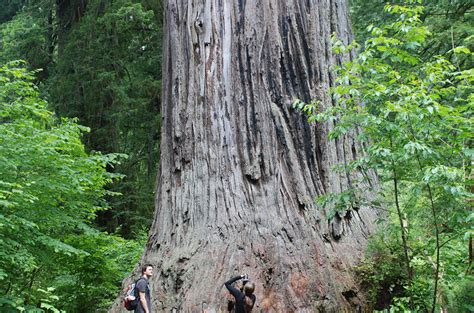 Ten Must See Redwood Trees In The North Coast
