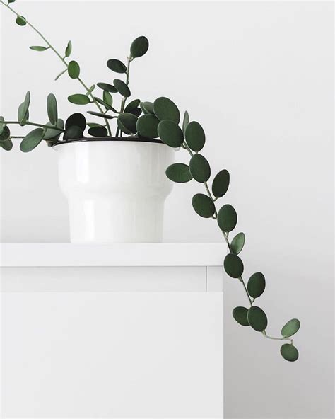 This plant enjoys warm humid conditions but can also thrive in. Pin by Ploy Chotiratkul on Green Therapy in 2020 | Silver ...