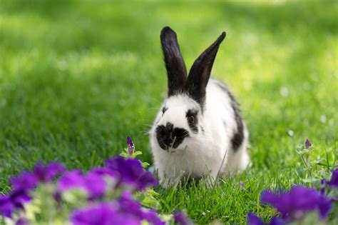 Tips For Keeping Your Rabbit Active Healthy And Happy Vetiq Uk