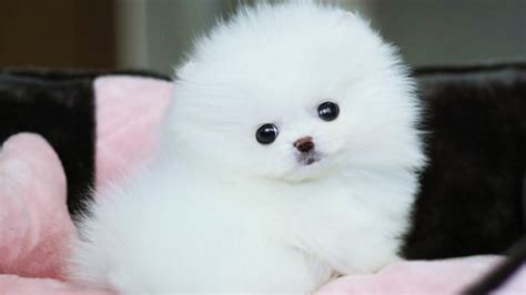 White Pomeranian Puppy Balls 6 Youtube