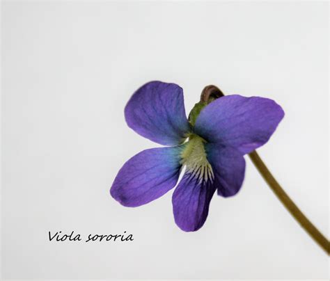American Violet Viola Sororia Plants Edible For Jams Salads Ranking