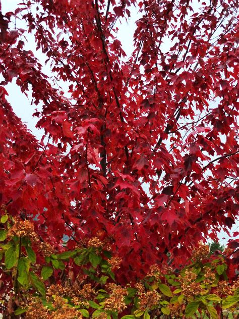 These 15 Maple Trees Will Add Vibrant Color To Your Yard