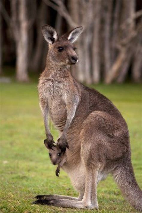 Kangaroo Mum With A Baby Joey In The Pouch Closeup Australia