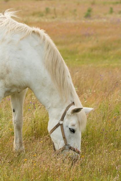 Premium Photo Beautiful White Horse Grazing In A Field Full