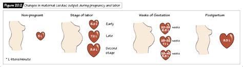 Maternal Adaptations To Pregnancy I Nurse Key