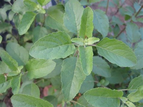 See what sulasi rahmat (sulasi644ma) has discovered on pinterest, the world's biggest collection of ideas. Holy basil/Sulasi | Herbanext Laboratories Inc.