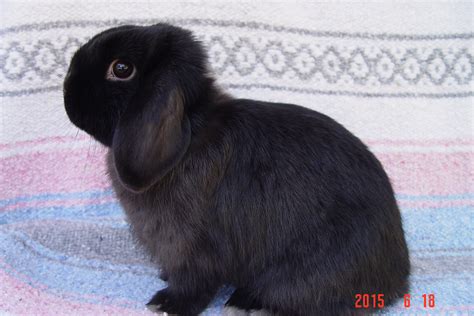 She Is A Beautiful Holland Lop Siamese Sable Usa Rabbit Breeders