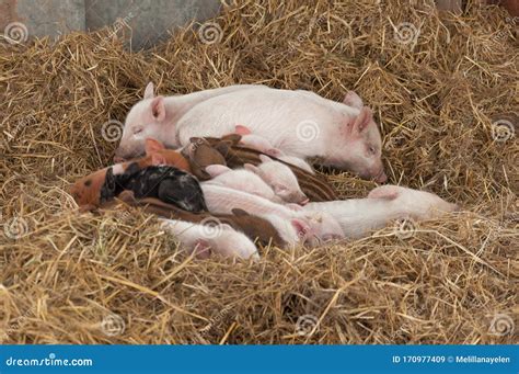 Cute Baby Pigs Sleeping Together Stock Image Image Of Baby Feeding