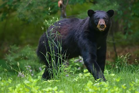 Maine Woman Punches Bear That Chased Her Dog Bear Bites Back