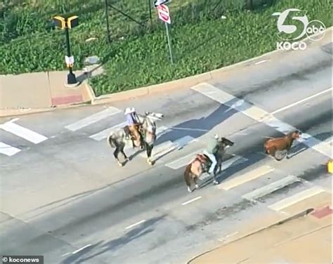 Escaped Cow Wreaks Havoc On Okc Highway By Dodging Cops Before Finally