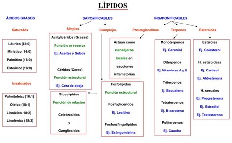 Mapa conceptual de lípidos Guía paso a paso