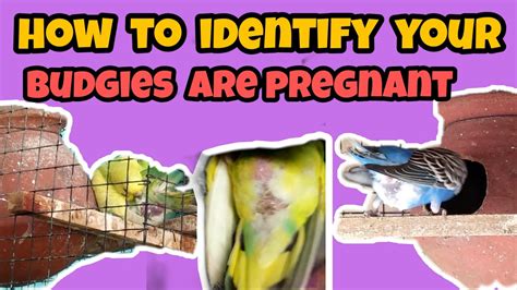 How To Identify Pregnant Budgies Love Birdsegg Time Youtube