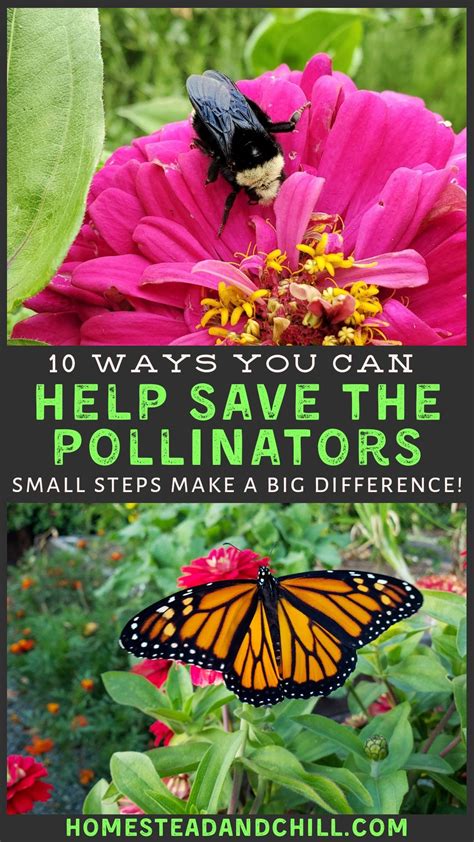 10 Ways To Help Pollinators Save Bees Butterflies And Beyond