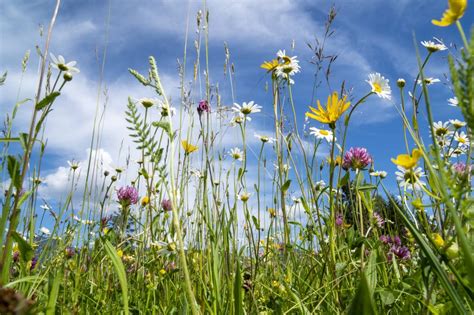 How To Identify British Wildflowers Readers Digest