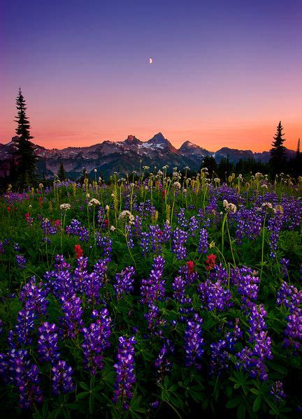 Twilight Photo Rainier In Washington State Mountain Wildflowers In