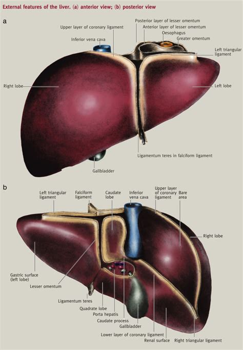 Anatomy Of The Liver Surgery Oxford International Edition