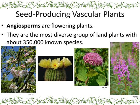 Plant Diversity Powerpoint Slideshow Teaching Resources