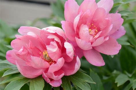 Pictures Of Peonies Flowers All New Wallpaper