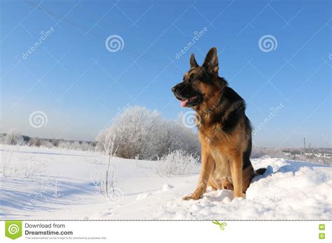 German Shepherd Dog On Snow Stock Image Image Of