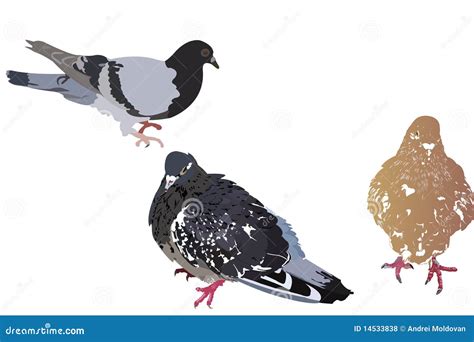 Three Pigeons On A White Background Stock Vector Illustration Of