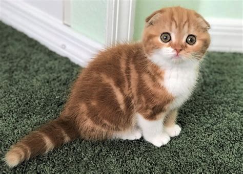 Adorable Scottish Fold Kittens For Sale Scottish Fold Kitten For Sale