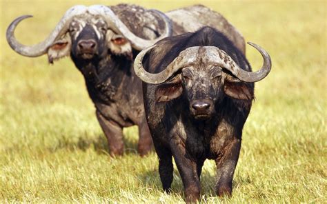African Buffalo Wallpapers Backgrounds