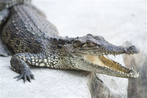 Small Crocodile Stock Photo Image Of Scale Creature 31547040
