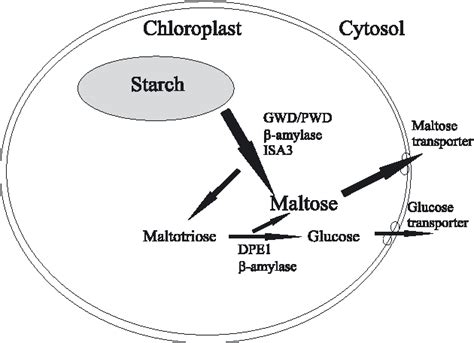 Figure 2 From Starch Metabolism In Leaves Semantic Scholar