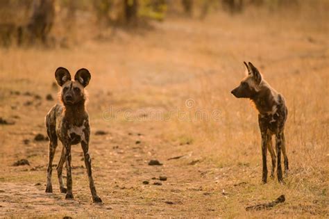 Perros Salvajes Africanos En La Sabana Apagado En Zimbabwe