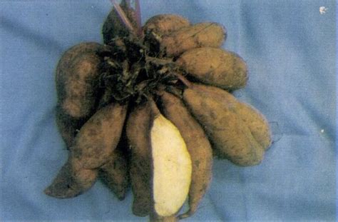 Tepung daun ubi jalar, bungkil kelapa, ayam pedaging. SISTEM INTEGRASI TANAMAN-TERNAK