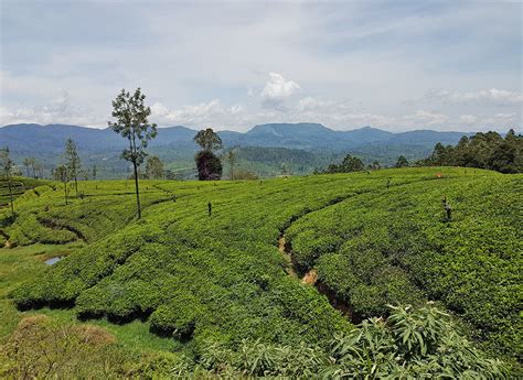 Tea Plantations In Nuwara Eliya Sri Lanka This Travel Life