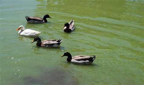 Edit Free Photo Of Ducksfowlwatergrouppaddling