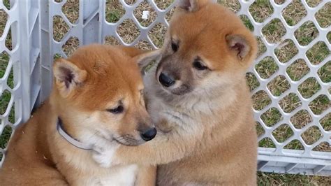 How Much Are Shiba Inu Puppies Usa Petsidi