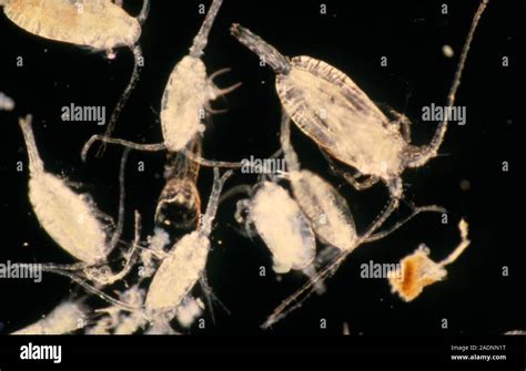 Light Micrograph In Dark Field Illumination Of A Variety Of Crustacean