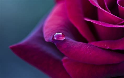 Wallpaper Red Petals Rose Dew 1680x1050 Hd Picture Image