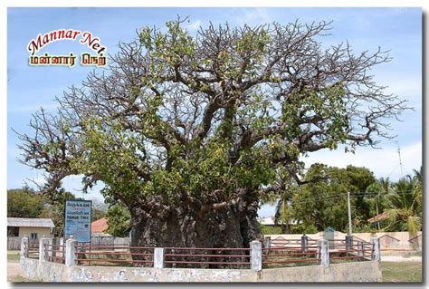 Baobab Tree Mannar Photos