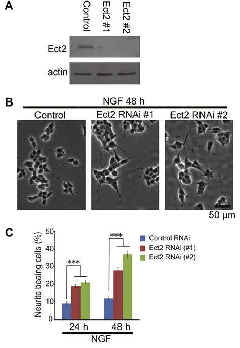 Inhibition Of Ect2 Expression Induces Neurite Formation By