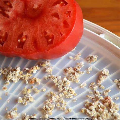 How To Save Tomato Seeds Easy To Follow Guide