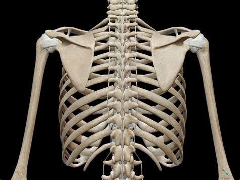 Jun 10, 2021 · the thoracic cage (rib cage) is the skeleton of the thoracic wall. anatomy에 있는 핀