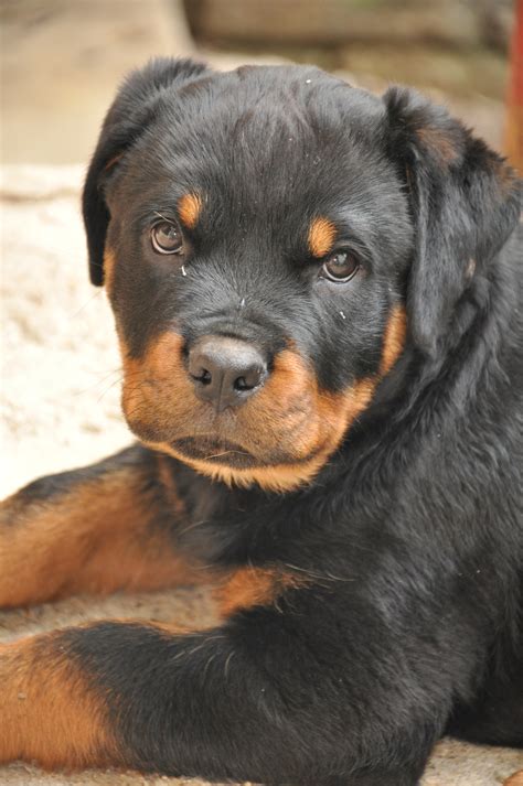 Lancaster puppies has your rottweiler puppy. Sweet rottweiler puppy free image