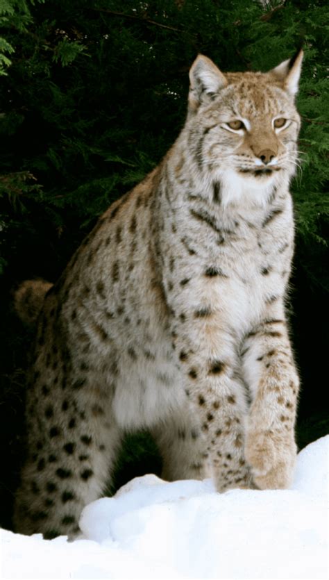 Eurasian Lynx Great Cats World Park