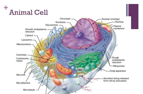 In animal cells, there are several small vacuoles that store food, water, and other materials. 56 DIAGRAM FOR ANIMAL CELL - * Diagram