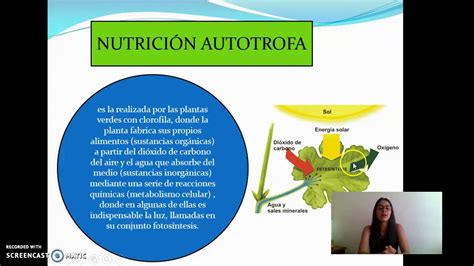 Que Es Nutricion Autotrofa Login Pages Info