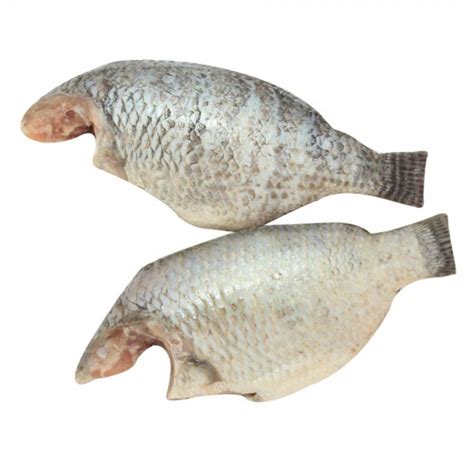 Frozen Tilapia In Dubaisharjahajman