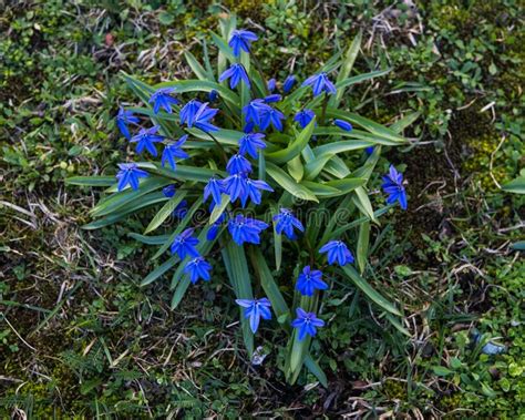 Blooming In Early Spring Blue Blue Flowers Of Siberian Woodland Stock