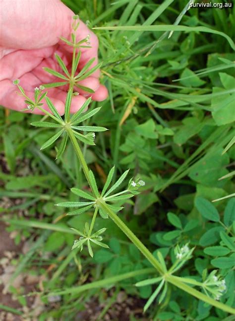 3 Common Edible Weeds In Your Garden Artofit