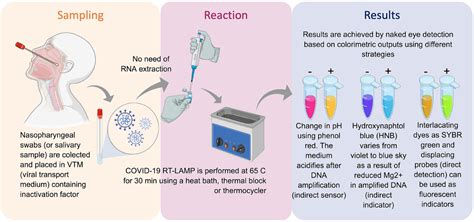 frontiers optimization and clinical validation of colorimetric reverse transcription loop