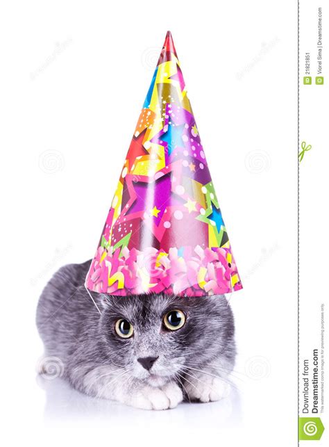 Cute Cat Wearing A Party Hat Stock Image Image 21821851