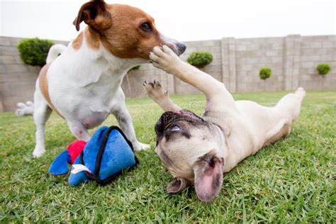 Two Dogs Playing On The Grass In A Garden Stock Image Image Of